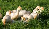 goslings among grass