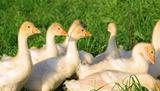 goslings in grass