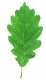 green oak leaf on white