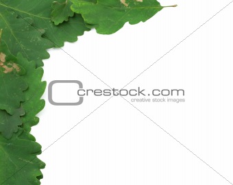 oak leaves frame #2