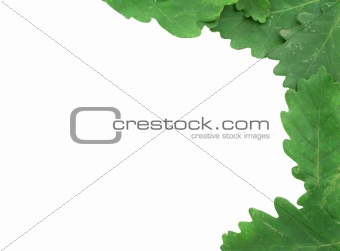 oak leaves frame