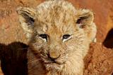 Lion Cub 1