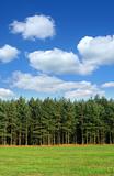 tree line with cumulus clouds