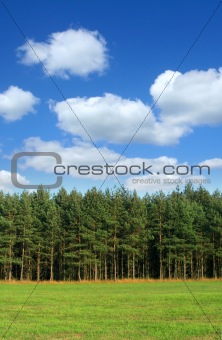tree line with cumulus clouds