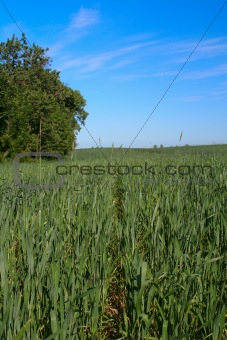 young wheat