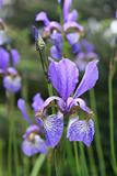 dewy iris
