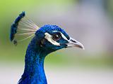 Peacock head closeup