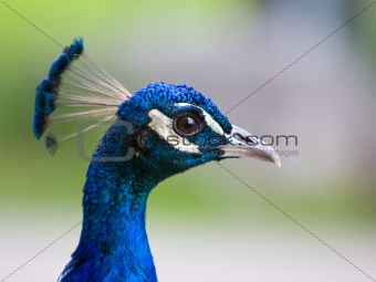 Peacock head closeup