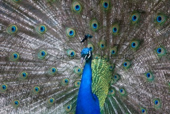 Peacock spreading tail feather