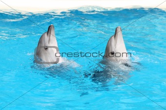 Nice dolphins