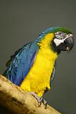 blue Parrot