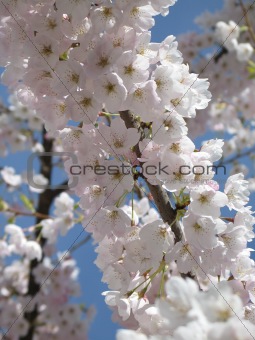 small pink flowers on a tree branch