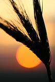 wheat sunrise