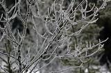 Frozen branches