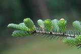 conifer branch closeup