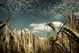 Rural Corn Fields