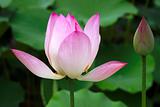 blooming lotus flowers
