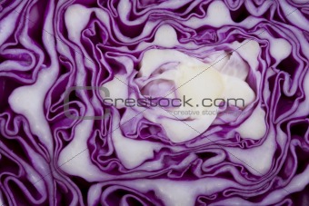red cabbage detail