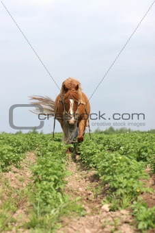 working horse in Belarus