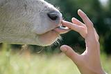 cow tounge licking hand