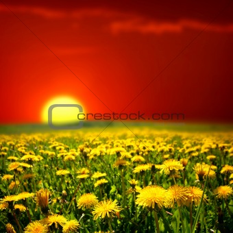 sunrise on dandelion field