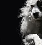 portrait of lonely dog on a dark background
