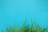 Grass with blue background