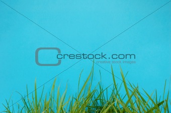 Grass with blue background