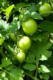 tomato plant in the gerden