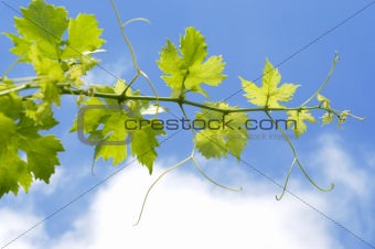 grape plant on sky background