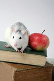 rat on pile of books with apple