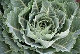 cabbage clse-up