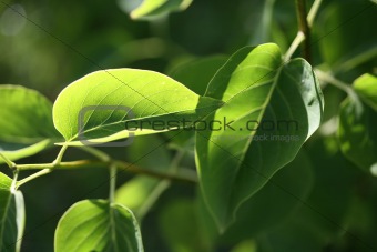 Lush green leaves