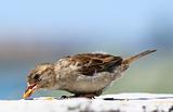 eating sparrow