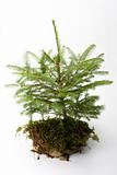 little spruce tree on white background
