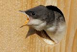 Hungry Baby Tree Swallow