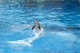 Dolphin swimming backwards 