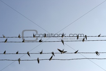 swallows in the sky
