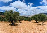 olive grove 