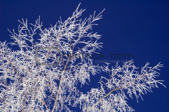 Hoar-frost on birch and blue sky