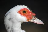 Muscovy Duck (Cairina moschata) Close Up