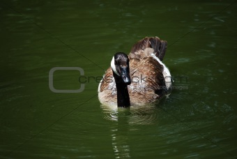 Canada Goose (Branta canadensis)