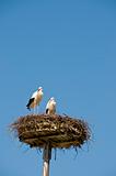 2 storks in nest
