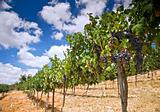 vineyards in the Galilee