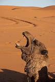 Camel emotion