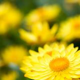 Helichrysum 'Sunshine' flowers