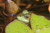 Frog Under A Lily Pad