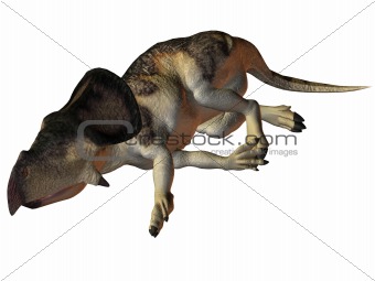 Protoceratops-3D Dinosaur