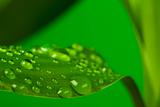 Drops and bamboo leaf