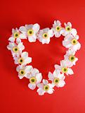Romantic heart from narcissus
